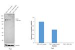 CD31 (PECAM-1) Antibody in Western Blot (WB)