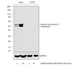 Carbonic Anhydrase IX Antibody in Western Blot (WB)