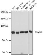 ELMO1 Antibody in Western Blot (WB)