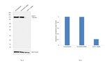 CDH17 Antibody