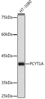 PCYT1A Recombinant Rabbit Monoclonal Antibody (1D9L4)