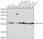 KGF Recombinant Rabbit Monoclonal Antibody (4L2O8)