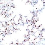ARTS1 Antibody in Immunohistochemistry (Paraffin) (IHC (P))