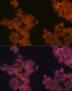 Cdc23 Recombinant Rabbit Monoclonal Antibody (1Q2I3)