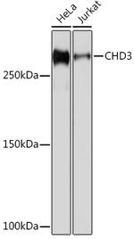 CHD3 Antibody in Western Blot (WB)