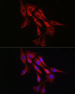 alpha Tubulin Recombinant Rabbit Monoclonal Antibody (3P2D9)