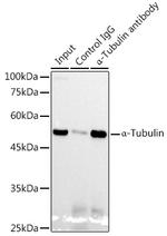 alpha Tubulin Antibody in Immunoprecipitation (IP)