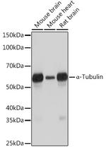 alpha Tubulin Antibody in Western Blot (WB)