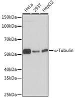 alpha Tubulin Antibody in Western Blot (WB)