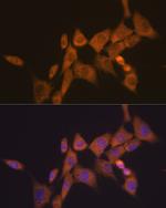 ATG10 Recombinant Rabbit Monoclonal Antibody (2Q3Q3)
