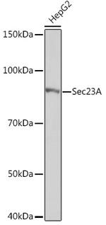 SEC23B Antibody in Western Blot (WB)