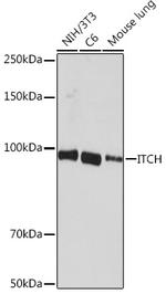 ITCH Recombinant Rabbit Monoclonal Antibody (7I7B10)