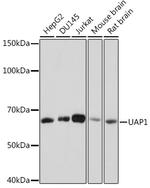 UAP1 Antibody in Western Blot (WB)