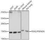 PEN2 Antibody in Western Blot (WB)