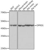 OPRD1 Recombinant Rabbit Monoclonal Antibody (1R4W8)