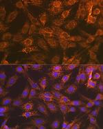 DIABLO Antibody in Immunocytochemistry (ICC/IF)