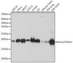DIABLO Antibody in Western Blot (WB)
