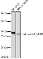 MSI1 Antibody in Western Blot (WB)