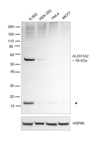 ALDH1A2 Antibody