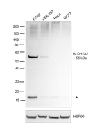 ALDH1A2 Antibody in Western Blot (WB)