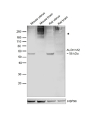 ALDH1A2 Antibody in Western Blot (WB)