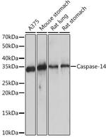 Caspase 14 Recombinant Rabbit Monoclonal Antibody (6E2C1)
