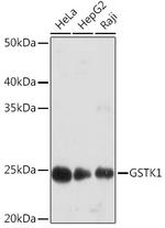 GSTK1 Antibody in Western Blot (WB)