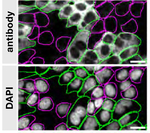 MDH1 Antibody in Immunocytochemistry (ICC/IF)