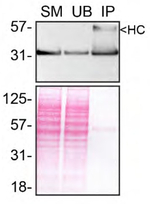 MDH1 Antibody in Immunoprecipitation (IP)
