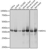 MDH1 Recombinant Rabbit Monoclonal Antibody (8U9X1)