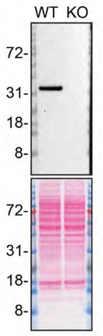 MDH1 Antibody in Western Blot (WB)
