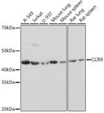 CCR9 Recombinant Rabbit Monoclonal Antibody (4F7Q6)