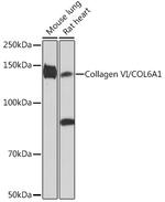 Collagen VI Antibody in Western Blot (WB)