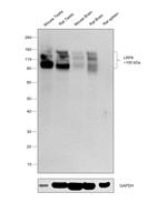 LRP8 Recombinant Rabbit Monoclonal Antibody (0V1R8)