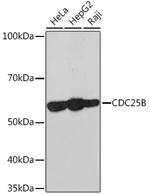 Cdc25B Antibody in Western Blot (WB)