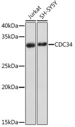 Cdc34 Recombinant Rabbit Monoclonal Antibody (1P10A8)