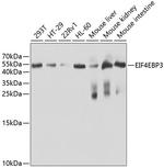 4E-BP3 Antibody in Western Blot (WB)