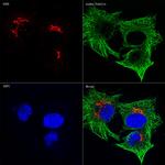 alpha Tubulin Monoclonal Antibody (11B4E1)