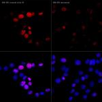 Phospho-Histone H2A.X (Ser139) Antibody in Immunocytochemistry (ICC/IF)