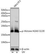 Phospho-Histone H2A.X (Ser139) Antibody in Western Blot (WB)