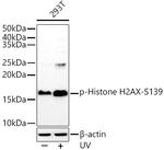 Phospho-Histone H2A.X (Ser139) Antibody in Western Blot (WB)