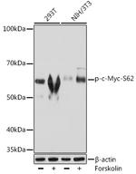 Phospho-c-Myc (Ser62) Recombinant Rabbit Monoclonal Antibody (9L3P1)