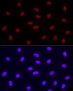 Phospho-POLR2A (Ser2) Antibody in Immunocytochemistry (ICC/IF)