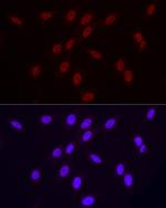 Phospho-POLR2A (Ser2) Recombinant Rabbit Monoclonal Antibody (10H5J8)