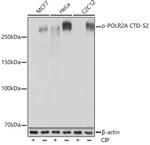 Phospho-POLR2A (Ser2) Antibody in Western Blot (WB)