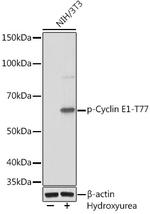 Phospho-Cyclin E (Thr77) Recombinant Rabbit Monoclonal Antibody (4N3A3)