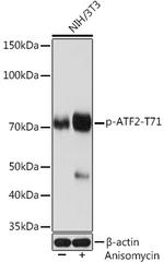 Phospho-ATF2 (Thr71) Recombinant Rabbit Monoclonal Antibody (10L9M2)