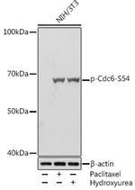 Phospho-Cdc6 (Ser54) Recombinant Rabbit Monoclonal Antibody (0K9Y2)