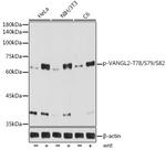 Phospho-VANGL2 (Thr78, Ser79, Ser82) Recombinant Rabbit Monoclonal Antibody (7H7C2)