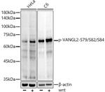 Phospho-VANGL2 (Ser79, Ser82, Ser84) Recombinant Rabbit Monoclonal Antibody (6O6T6)